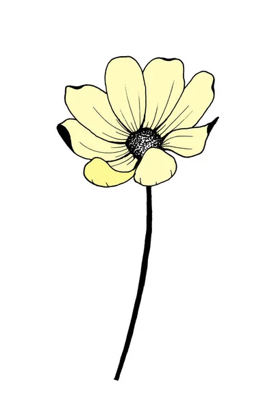 Világossárga Cosmea Virág Egy Hosszú Fekete Szár Nyitott Szirmok Illusztráció — Stock Fotó