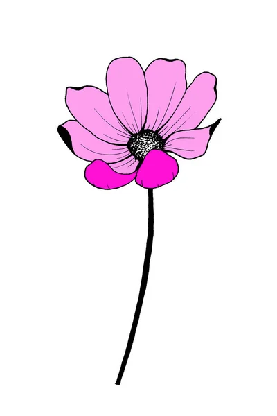 開いた花弁のイラストが描かれた長い黒い茎の上に薄いピンクのコスメの花 — ストック写真