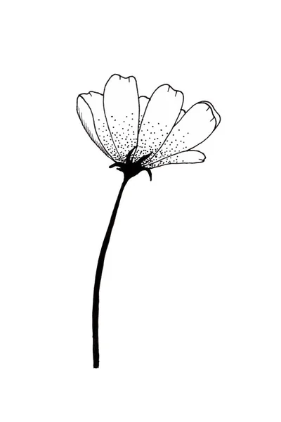 Cosmea Květina Černá Bílá Dlouhém Černém Stonku Ilustrační Kresba — Stock fotografie