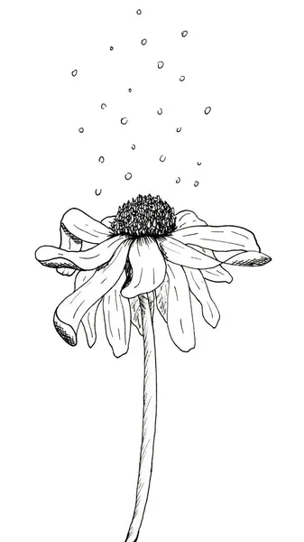 Echinacea Kwiat Długim Łodydze Bąbelkami Nad Nim Czarno Biały Ilustracja — Zdjęcie stockowe