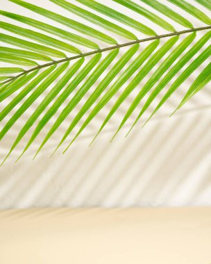 Bej rengi yaz arkaplanına gölge düşüren palmiye ağacı. Kumlu, güneşli bir kavram.