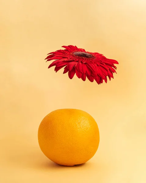 Művészet Koncepció Grapefruit Piros Virág Repül Felette Minimális Kreatív Ötlet — Stock Fotó