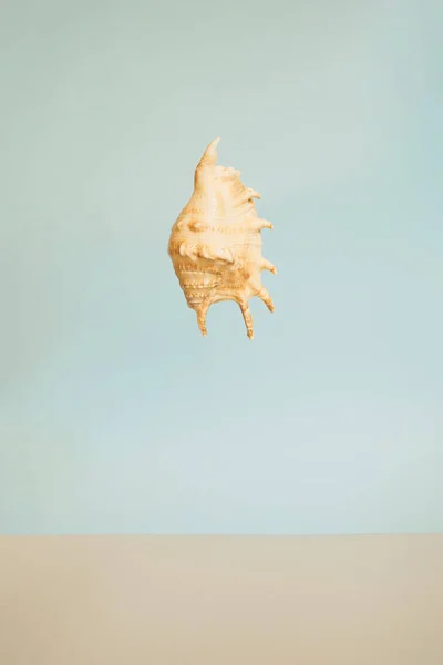 Creative Minimal Idea Seashell Summer Background Abstract Trend Art — Stock Photo, Image