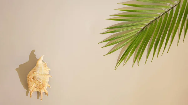 Green Palm Interesting Seashell Sandy Background Summer Concept Idea Travel Rechtenvrije Stockafbeeldingen