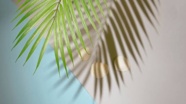 Gri mavi kumlu arka planda palmiye ağacı yeşili brunch. Deniz kabukları yaz fikri kavramını yaratıcı kılıyor.