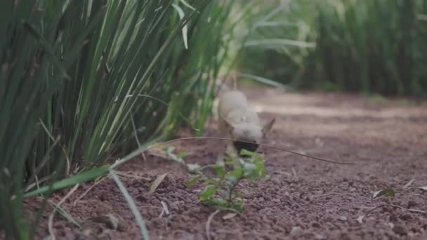 公園を歩いているミニチュアChihuahua犬の景色ハーブの香り — ストック動画