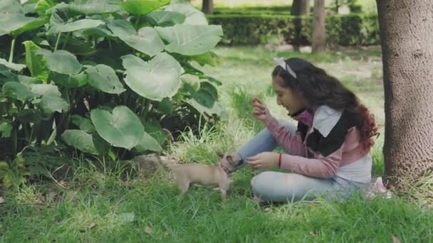 Klein Meisje Zitten Het Park Spelen Met Haar Huisdier Een — Stockvideo