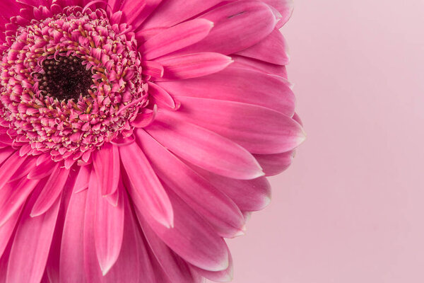 Flower in pink color with background of the same color, background with space for text