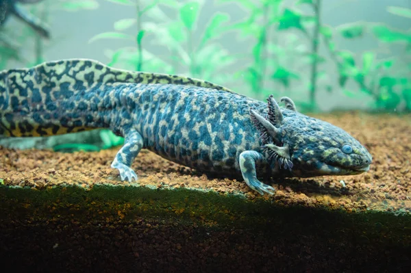 Blick Auf Einen Mexikanischen Süßwasser Axolotl Gefangenschaft — Stockfoto