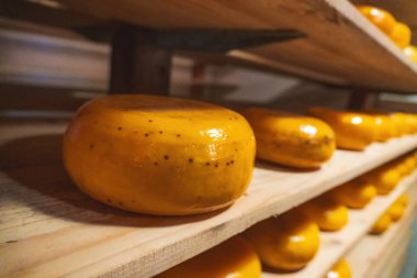 Eski Hollanda peynir çiftliği. Hollanda, Hollanda 'daki peynir fabrikasında inek sütünden elde edilen sert peynirli ahşap raflar..