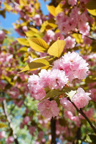 Spring Blooming Wallpaper Pink Flowers Trees — Stock Photo, Image