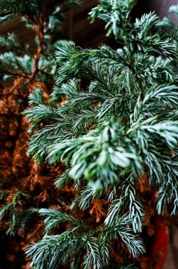 Yeşil bir şifalı bitkinin yaprakları ve kahverengi, sarı ve turuncu arkaplanlı desenli bir arka plan. Ayrıntılı ve bulanık dikey fotoğraf.