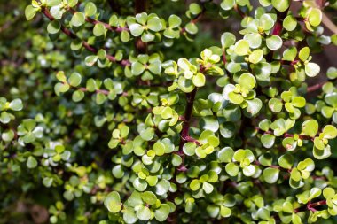Yeşil bir şifalı bitkinin yaprakları ve kahverengi, sarı ve turuncu arkaplanlı desenli bir arka plan. Ayrıntılı ve bulanık dikey fotoğraf.