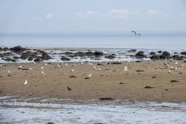 Tadoussac 'ın kum tepelerinin kumsalında bir sürü martı var..