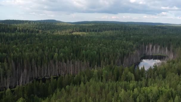 Большое озеро с островом в лесу — стоковое видео