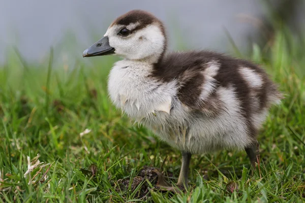 Egyptian goose duckling in the grass — Stock Photo, Image