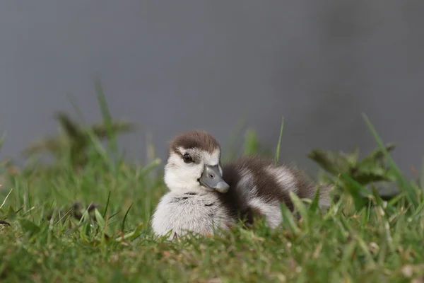 Ägyptisches Gänseentchen sitzt im Gras — Stockfoto