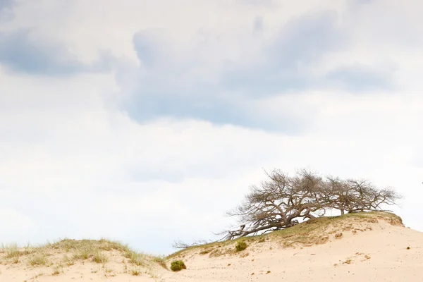 모래 언덕의 변죽에 흐린 하늘 — 스톡 사진