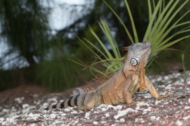 Büyük Yeşil Iguana erken sabah güneşin tadını çıkarma
