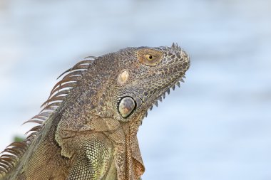 Sabah güneşin bir Yeşil Iguana portresi