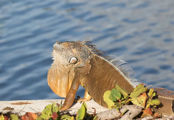 Adulte mâle Iguana vert se prélasser au soleil — Photo