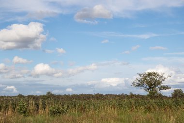 Bulutlu gökyüzü, tipik Hollanda yeşil yatay