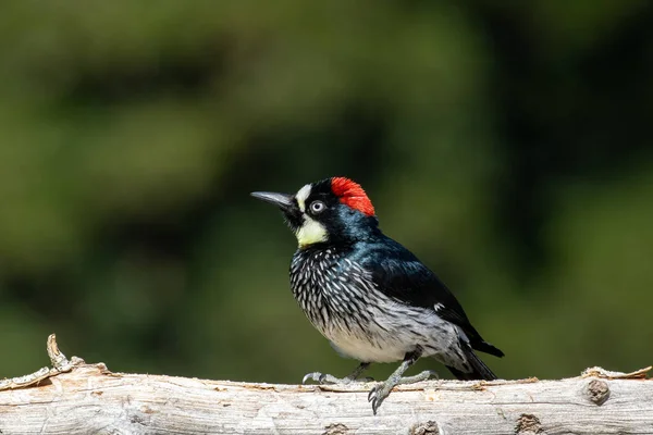 Acorn woodpecker sitting on a branch in the sun — Stock Photo, Image