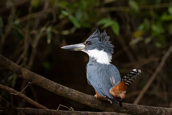 깃털달린 물총새 가태 양의 나뭇가지를 쪼고 있다 — 스톡 사진