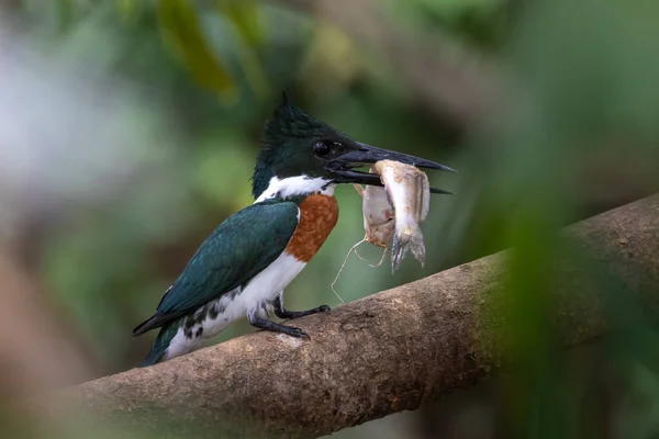 Amazon kingfisher egy nagy harcsa fogás — Stock Fotó