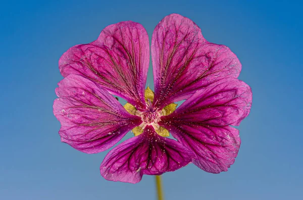 Κοντινή εικόνα ενός απομονωμένου ροζ κοινού λουλουδιού μολόχας — Φωτογραφία Αρχείου