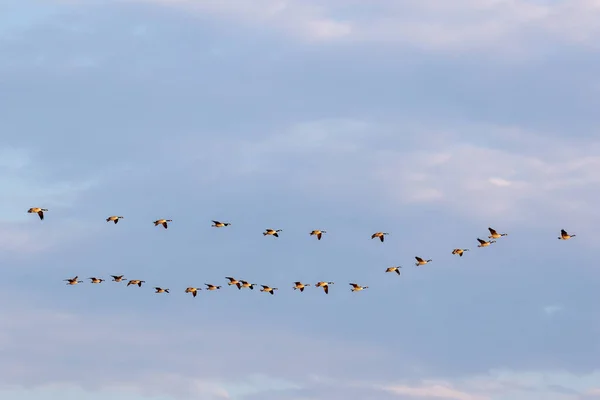 Gran bandada de gansos cananda en vuelo — Foto de Stock
