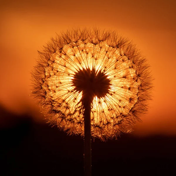 Ein Löwenzahnkopf gegen den Sonnenuntergang — Stockfoto