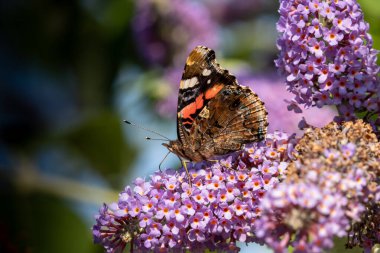Vanessa atalanta kelebek çalılığından nektar besliyor.