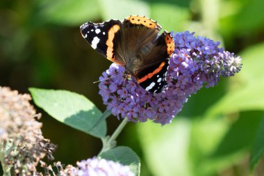 Vanessa atalanta kelebek çalılığından nektar besliyor.