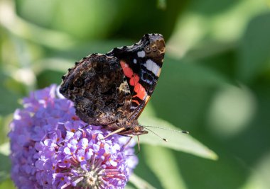 Vanessa atalanta kelebek çalılığından nektar besliyor.