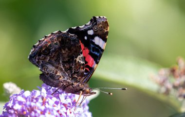 Vanessa atalanta kelebek çalılığından nektar besliyor.