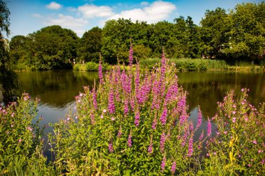 Mor gevşekliğin güzel çalı.