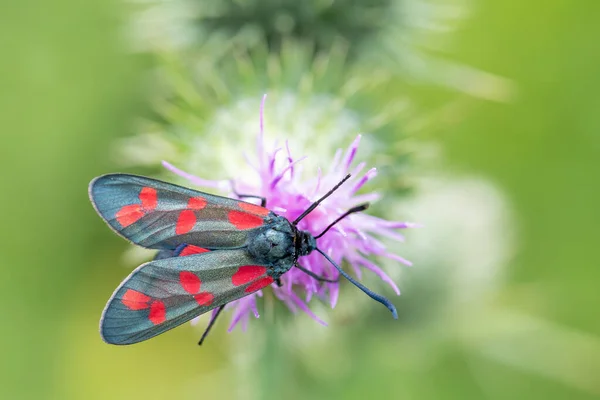 Burnet a sei macchie che beve nettare dal fiore di cardo — Foto Stock