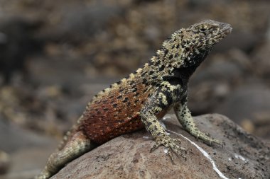 Galapagos Lav Kertenkelesi