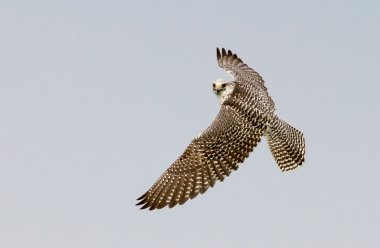 Gyrfalcon in flight
