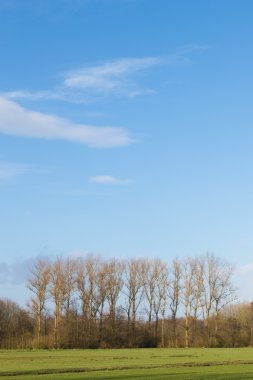 ağaçlar gökyüzü ile