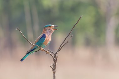 Indian roller shouting