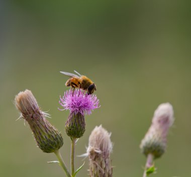 Bee on plumeless thisle