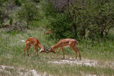 Impala fighting