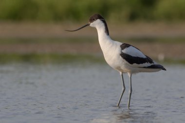 Pied avocet standing