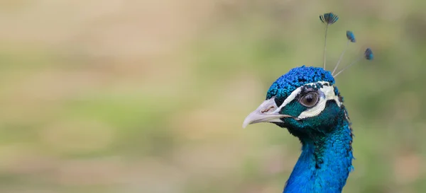 Cabeza de pavo real — Foto de Stock