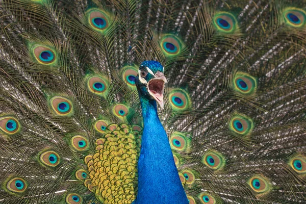 Shouting peacock