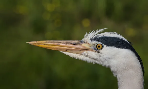 Reiher-Porträt — Stockfoto