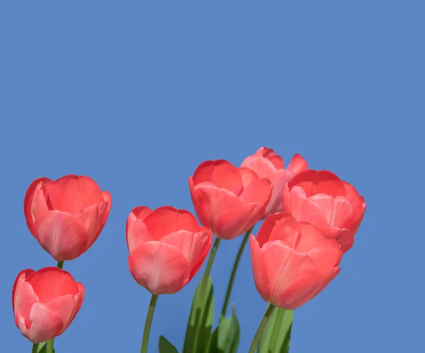 Red tulips against a blue background — Stok fotoğraf