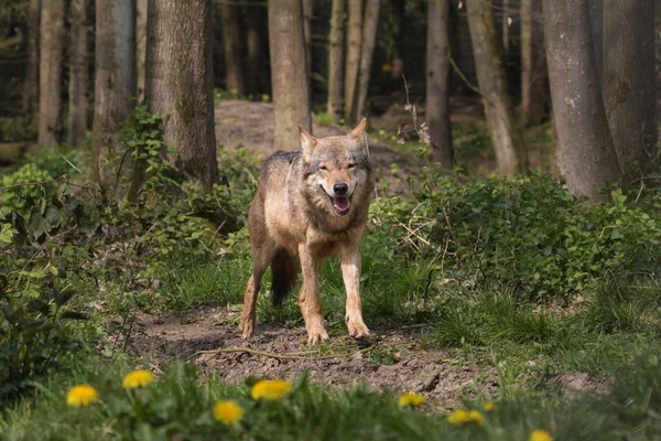 Lobo euroasiático — Foto de Stock